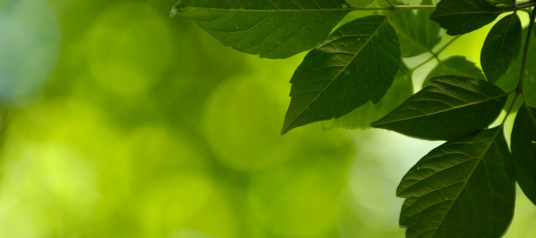 focus on green leaves with blurred out green background